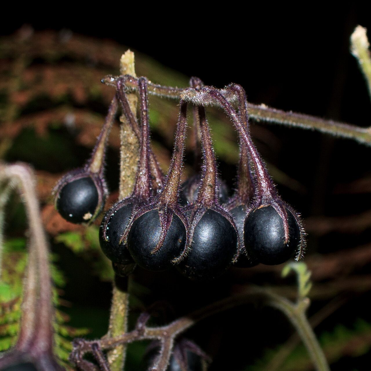 Solanum sanctae-marthae fruit