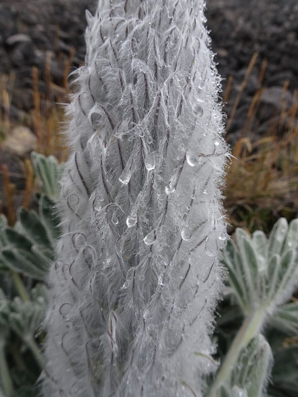 Lupinus alopecuroides flower