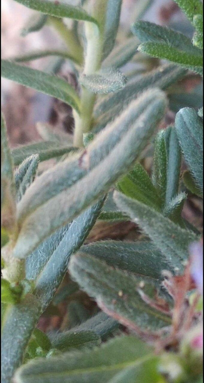 Glandora prostrata leaf