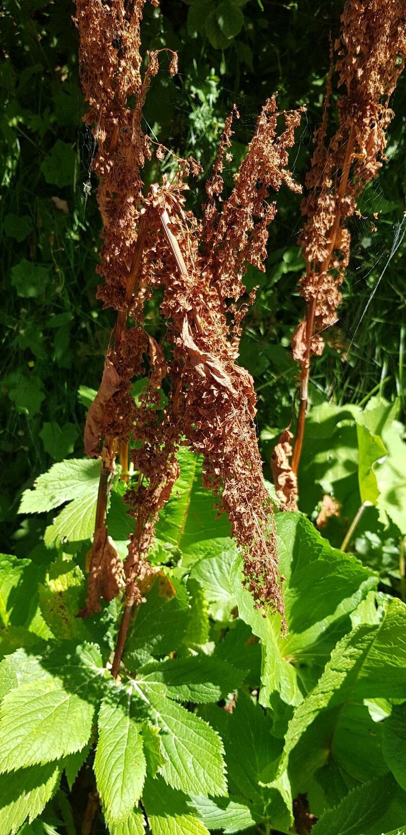 Rumex alpinus fruit