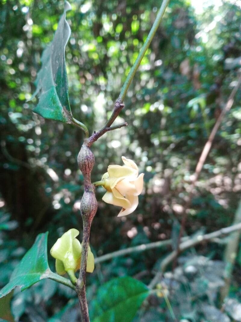Diospyros bipindensis flower