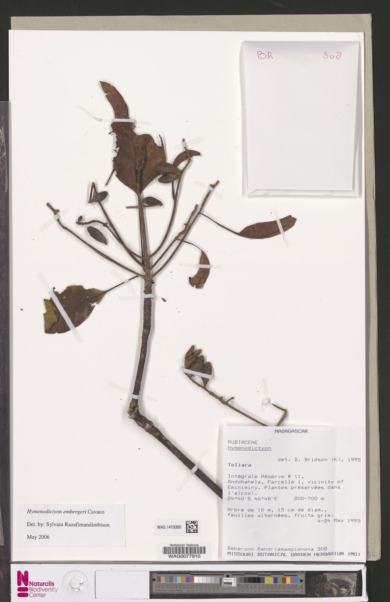 Hymenodictyon embergeri — related species from the same genus