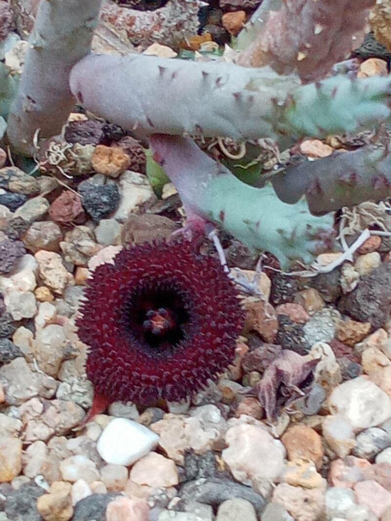 Huernia pendula flower