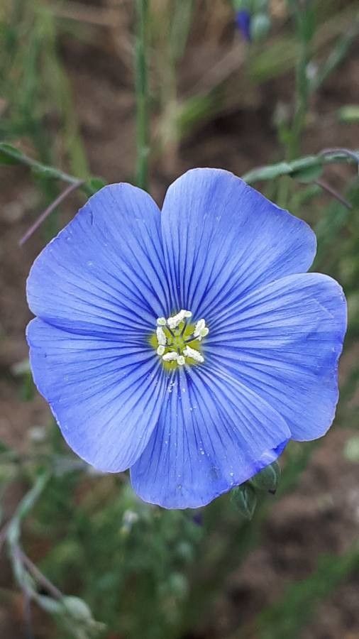 Linum leonii flower
