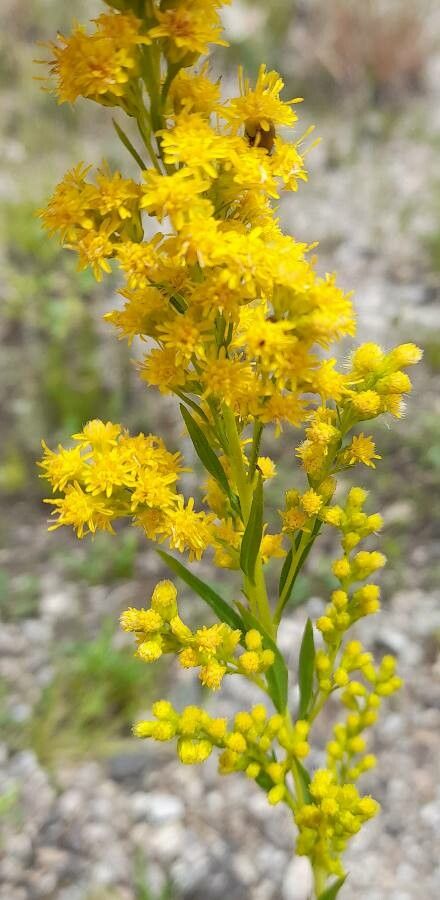 Solidago argentinensis flower