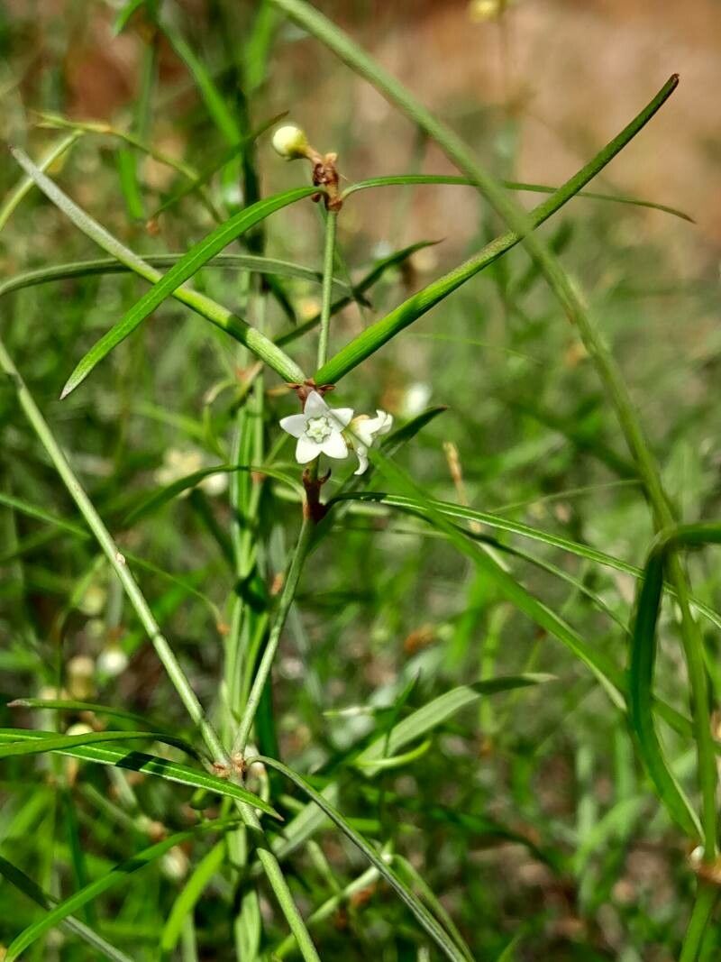 Secamone tenuifolia flower