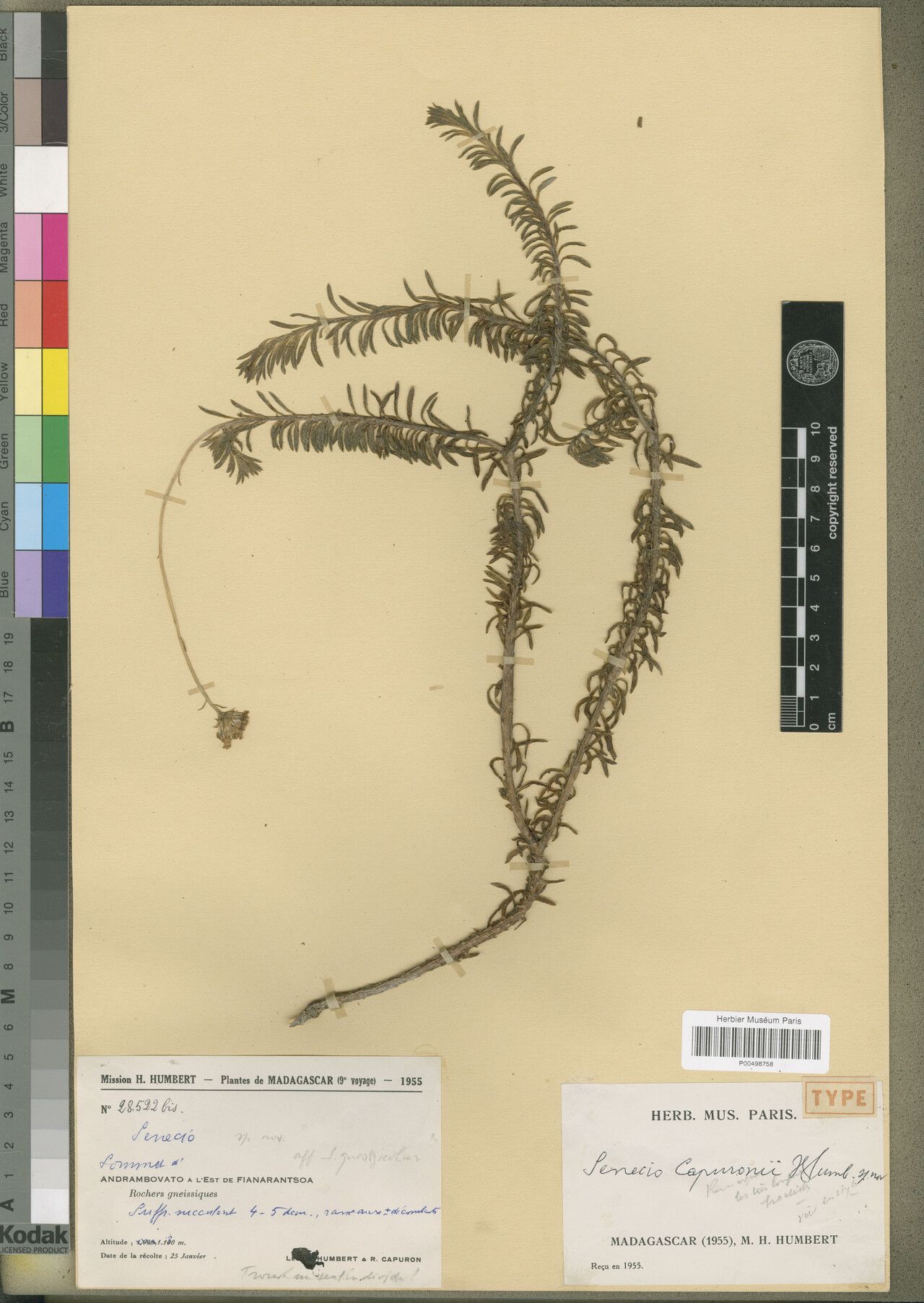 Senecio capuronii — houseplant care guide