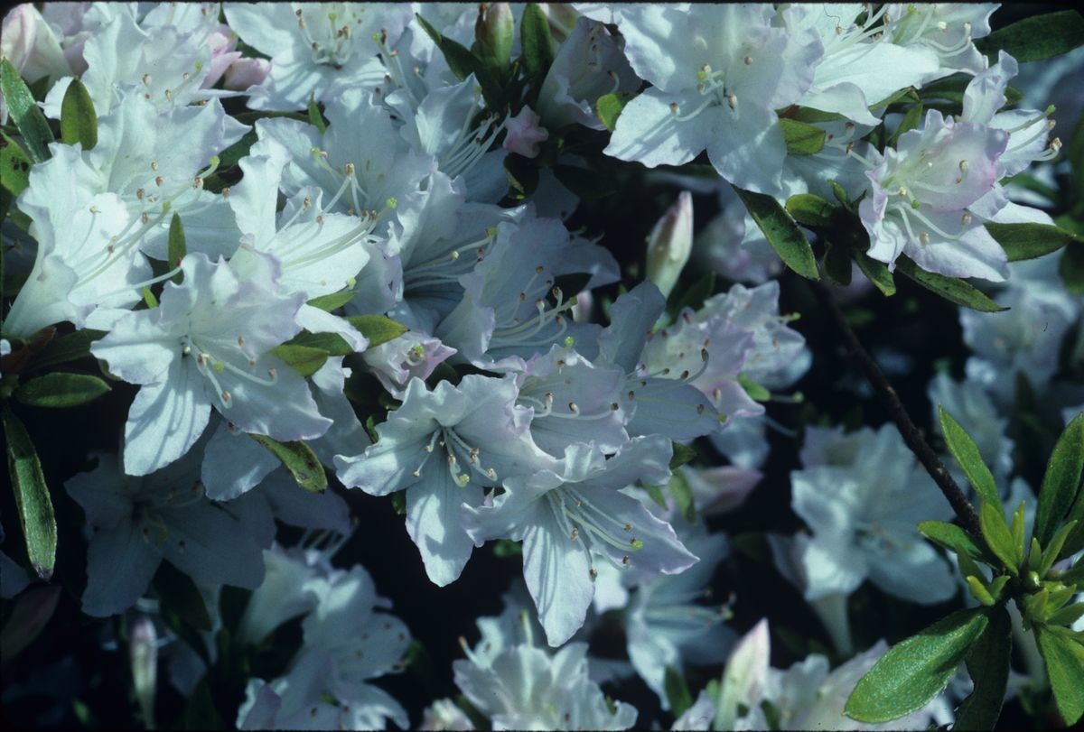 Rhododendron tosaense — houseplant care guide