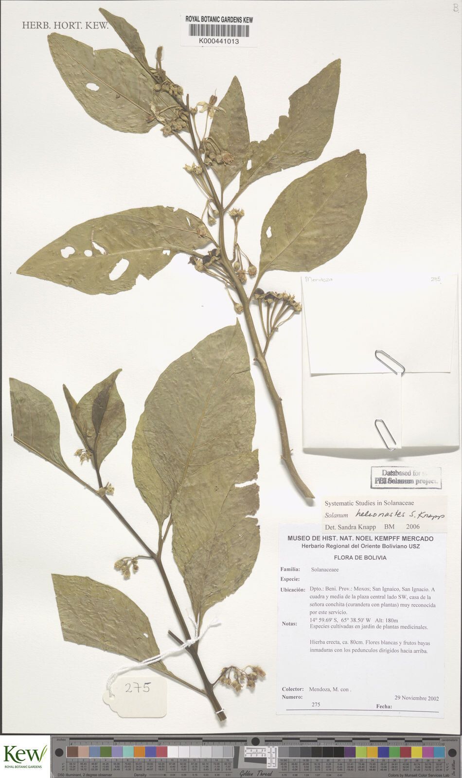 Solanum heleonastes — houseplant care guide