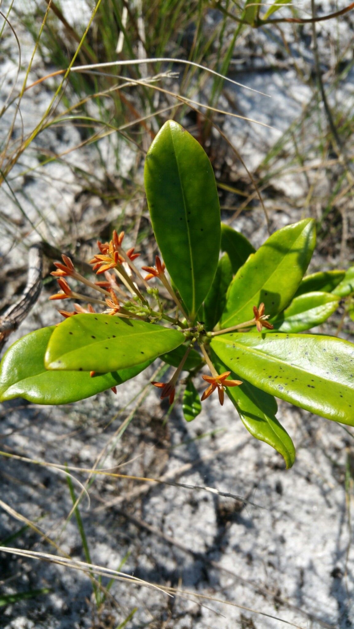 Danais volubilis — houseplant care guide