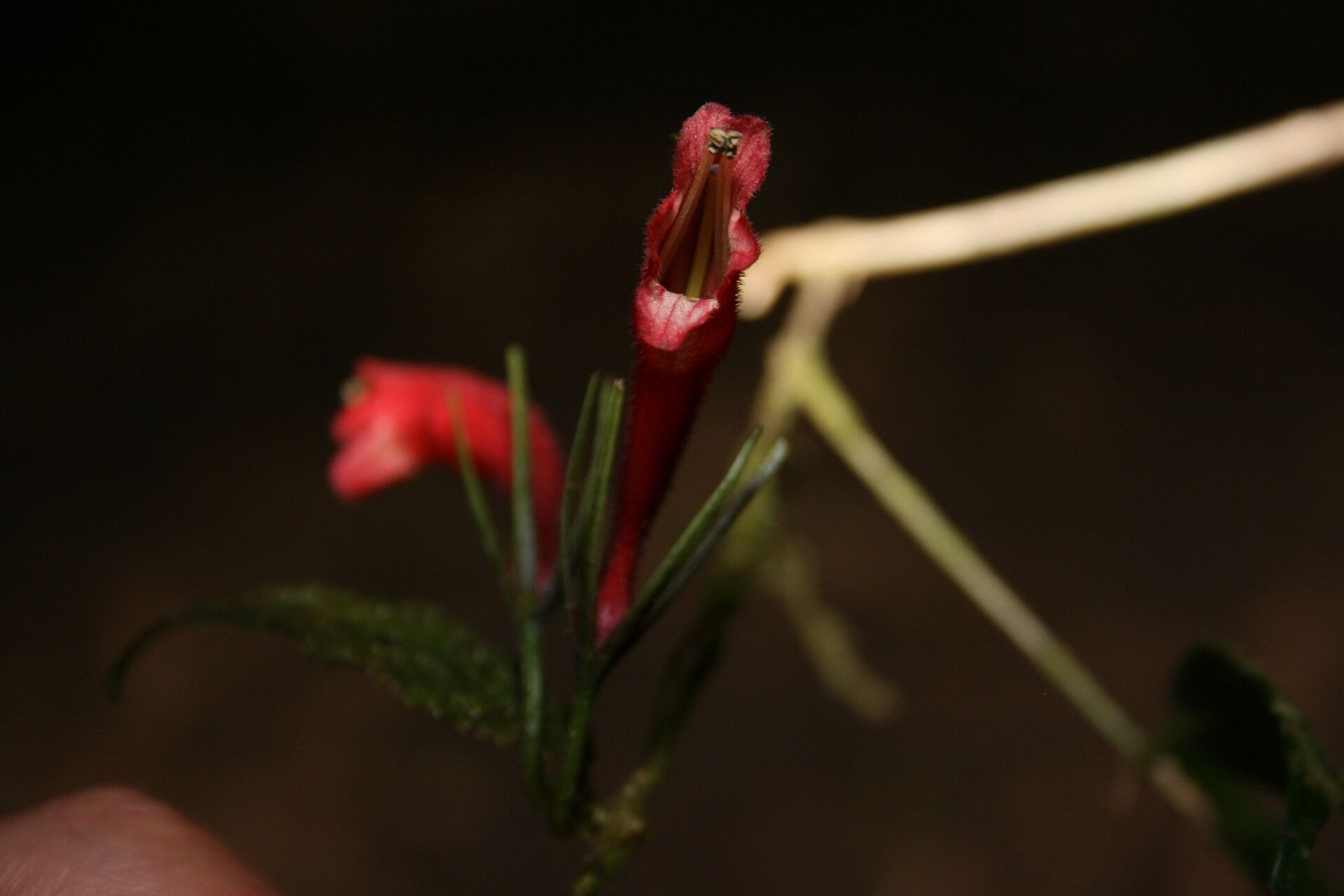 Aeschynanthus calanthus flower