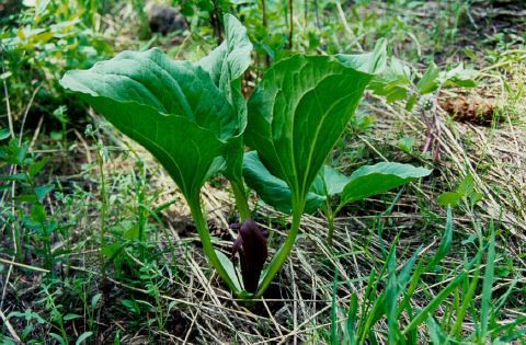 Trillium petiolatum — search result for 'Trillium'