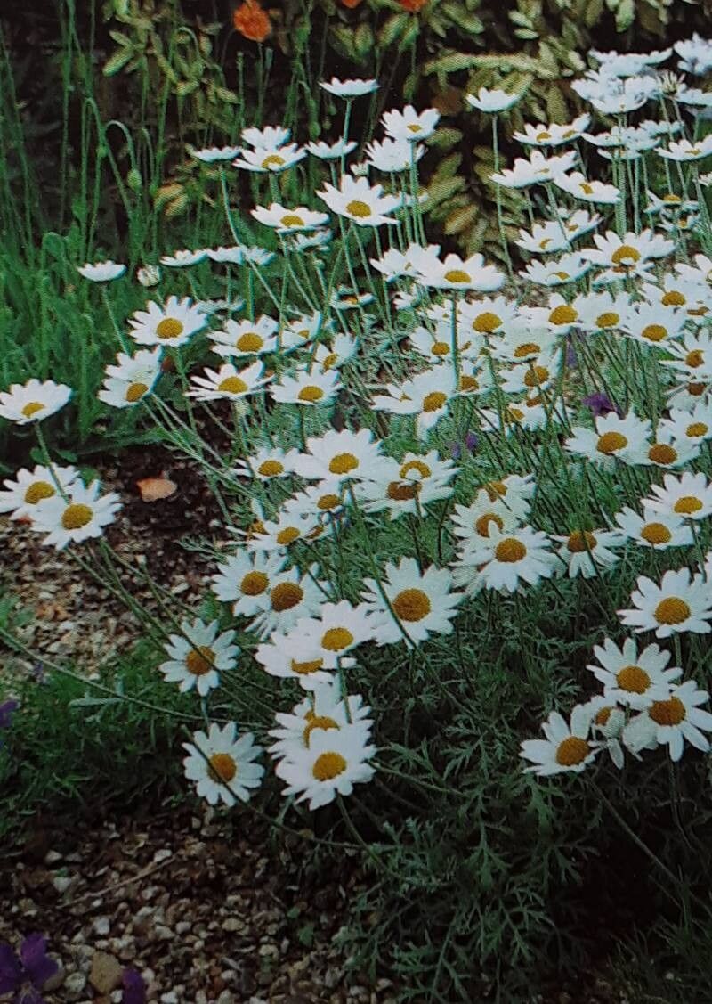 Anthemis punctata habit