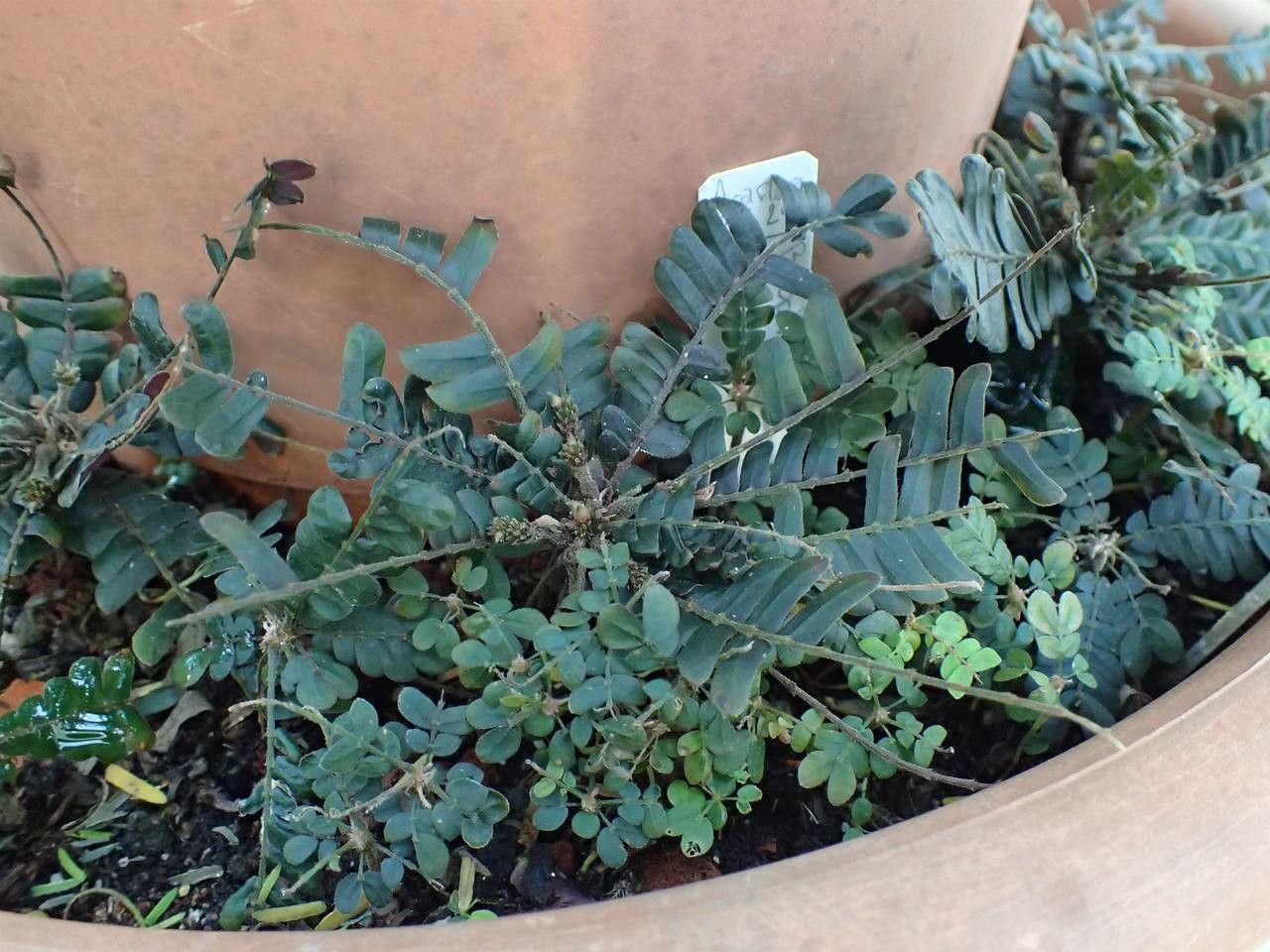 Biophytum zenkeri habit