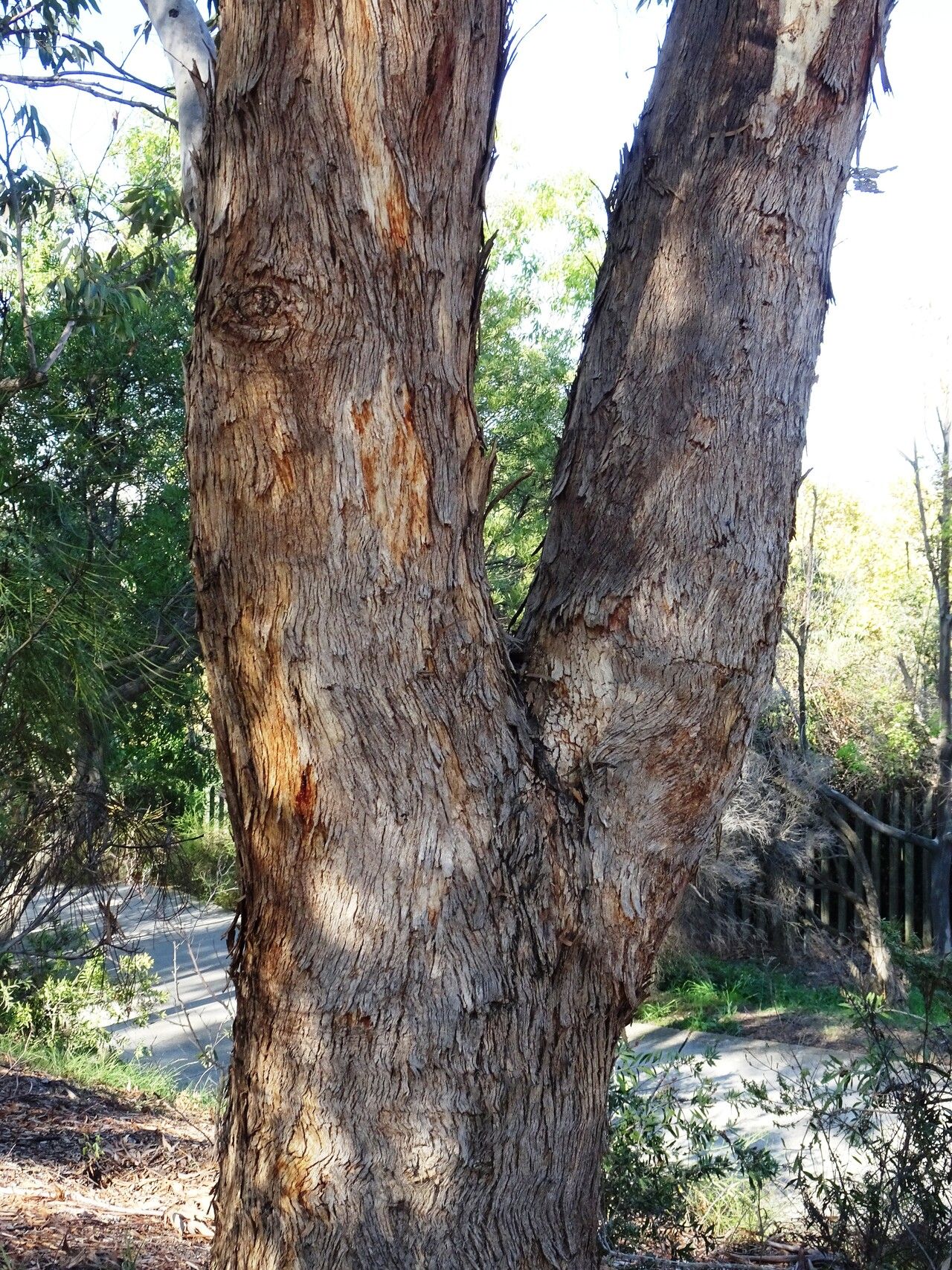 Eucalyptus melliodora bark