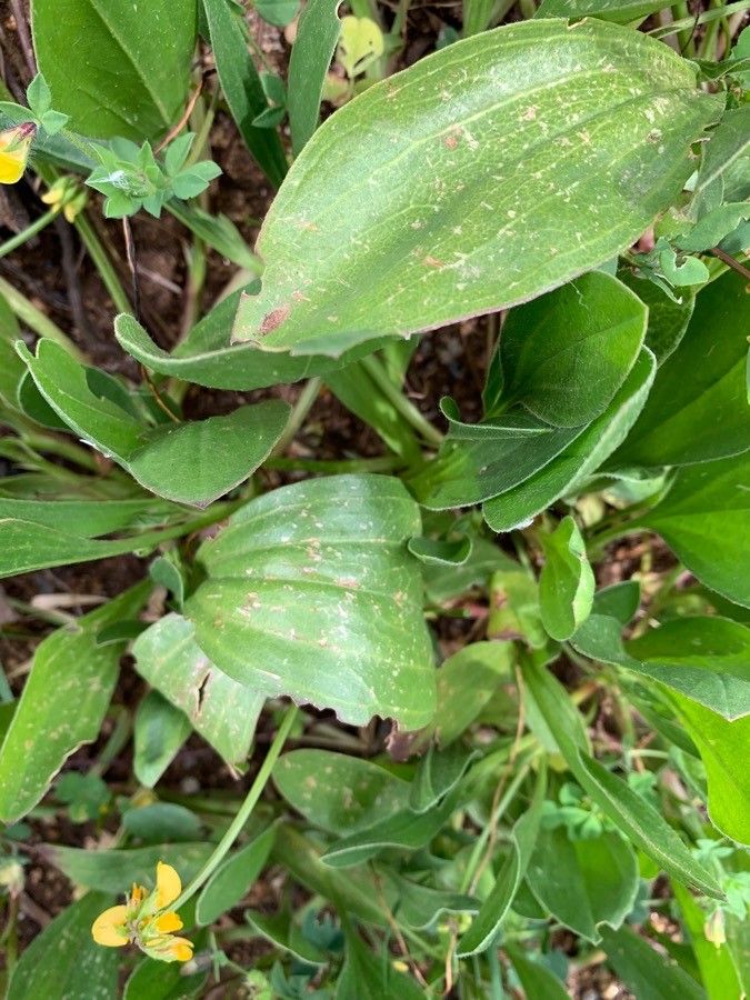Scorpiurus sulcatus leaf