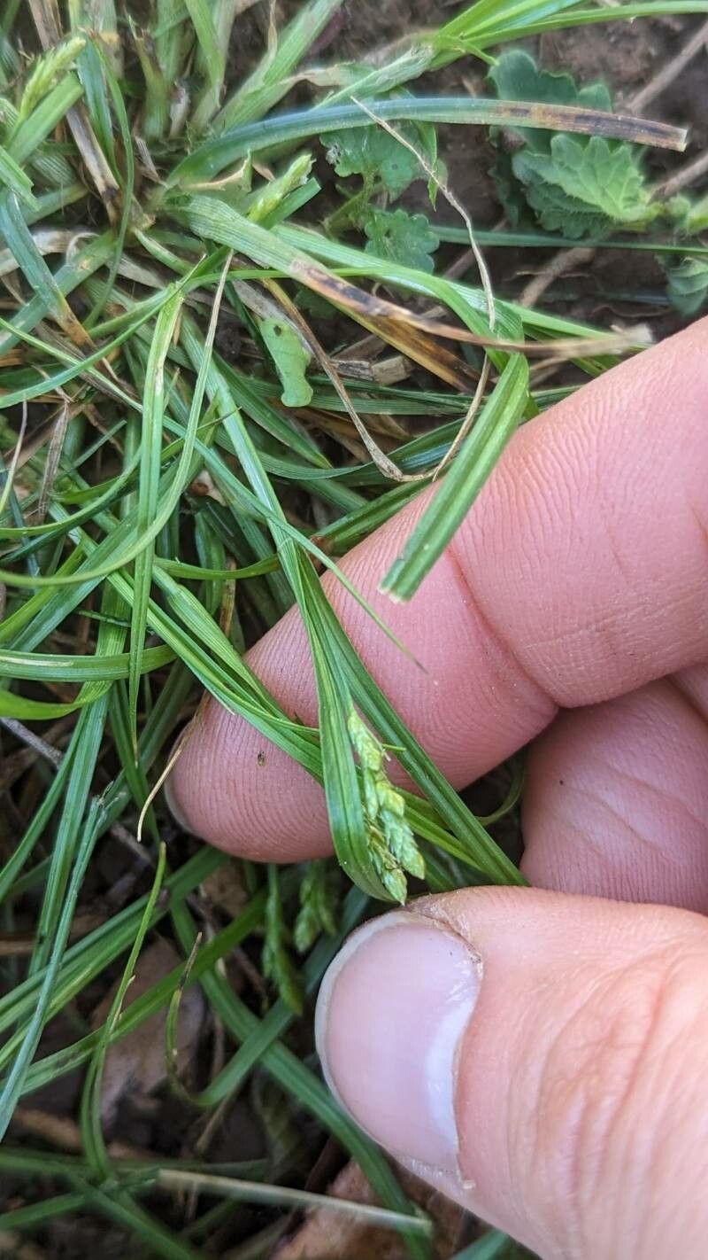 Carex planostachys — search result for 'Carex'