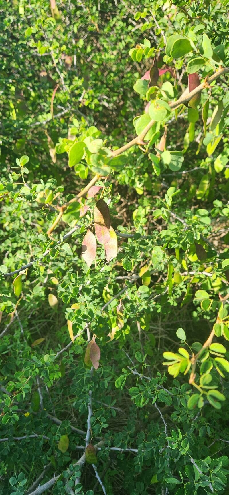 Acacia mellifera fruit