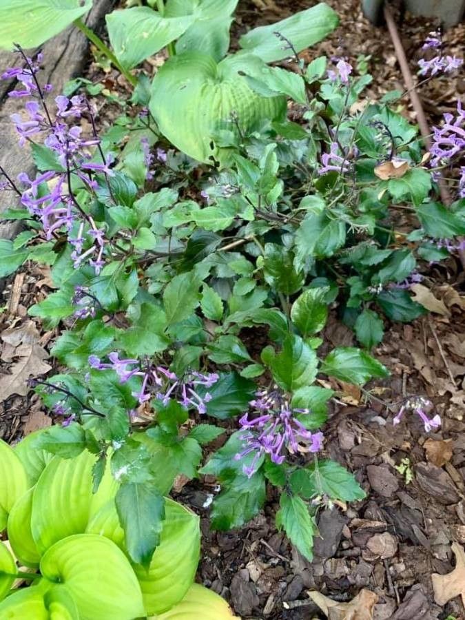 Stachys bullata habit
