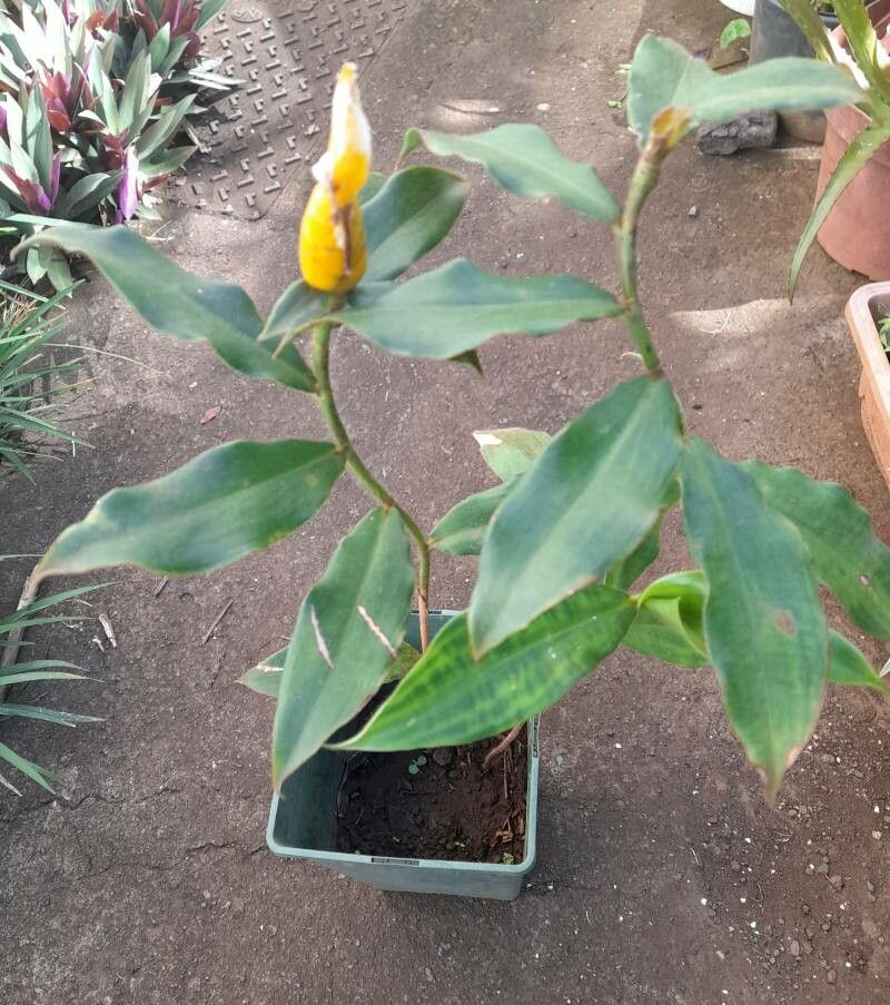 Costus lasius — search result for 'Costus'