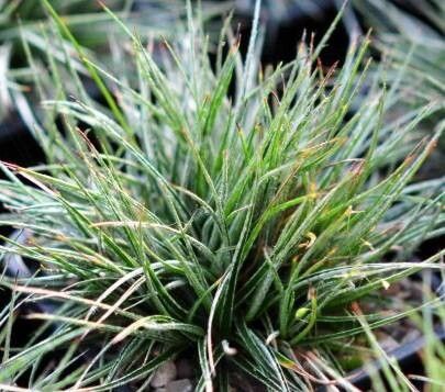 Luzula ulophylla — houseplant care guide