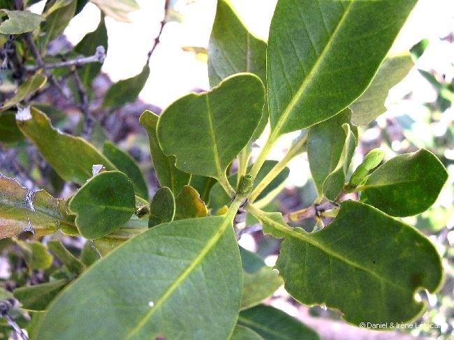 Syzygium koniamboense habit