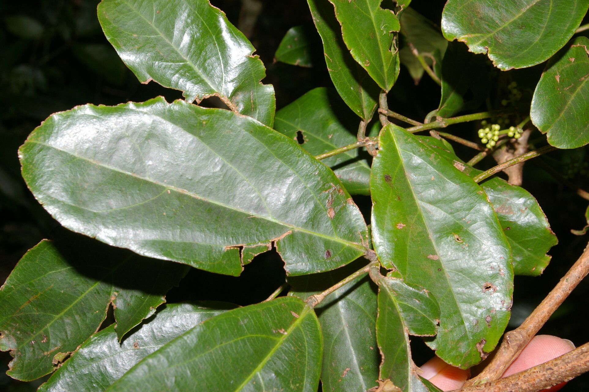 Rourea schippii leaf