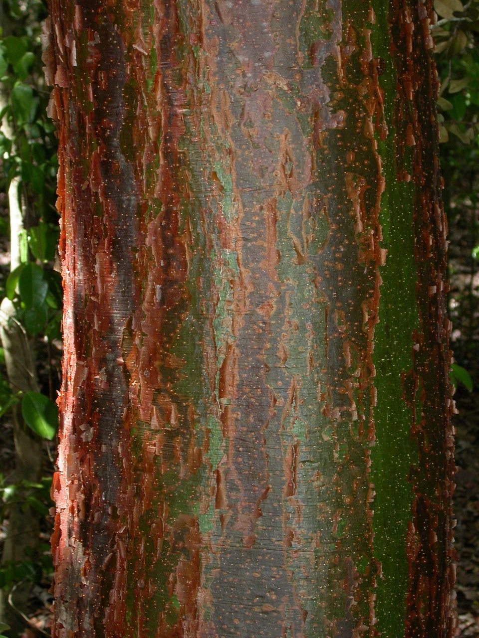 Bursera simaruba bark