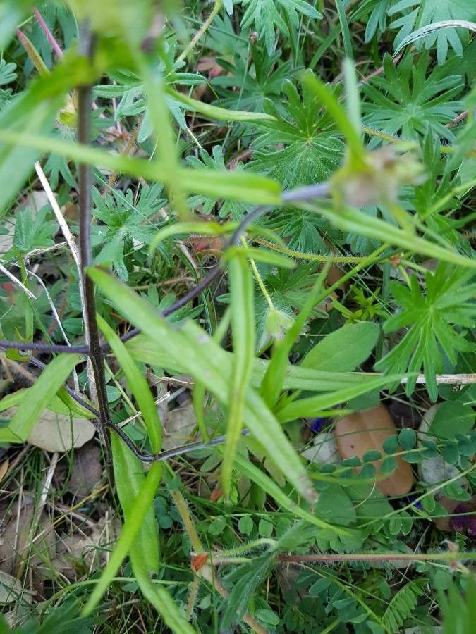 Melampyrum cristatum — houseplant care guide