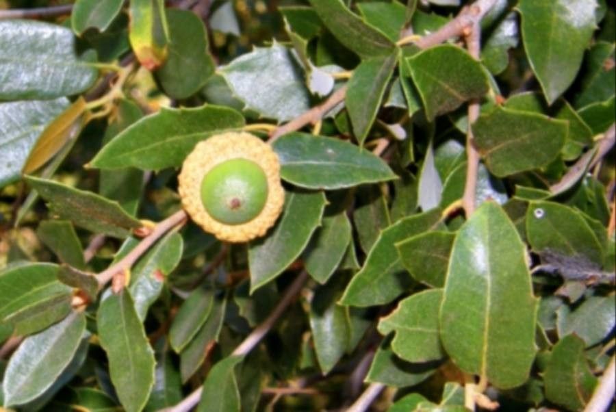 Quercus chrysolepis leaf