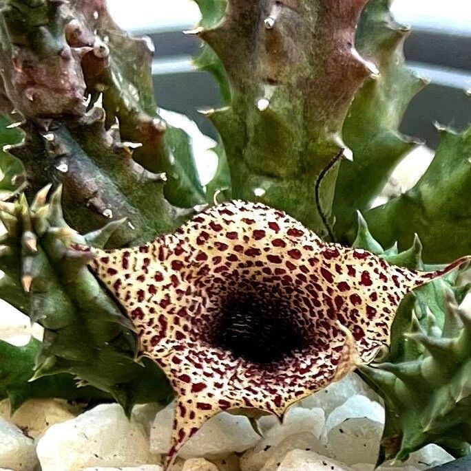 Huernia barbata