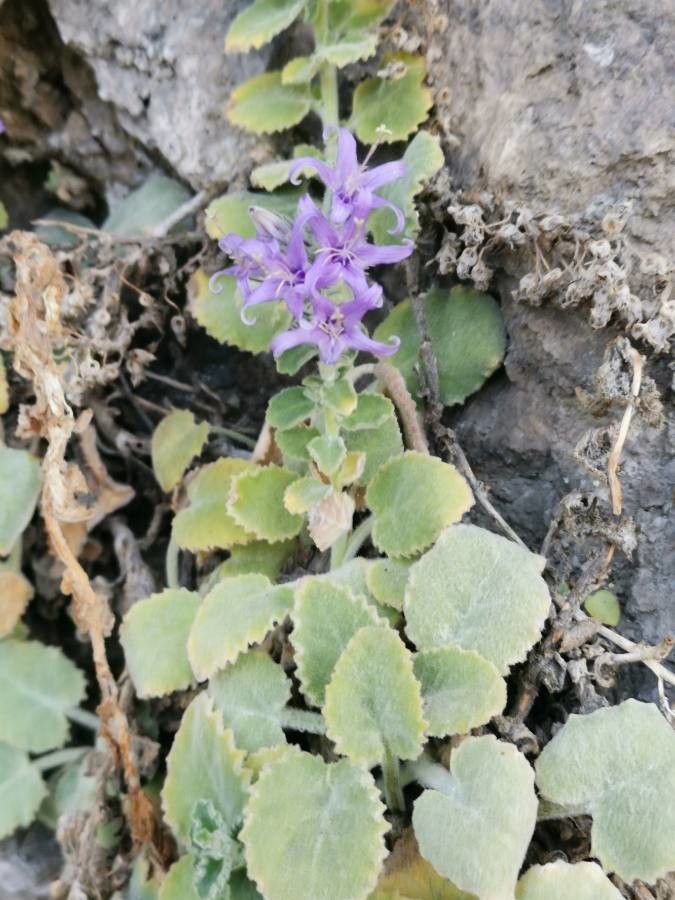 Campanula elatinoides habit