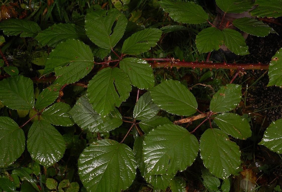 Rubus bifrons other