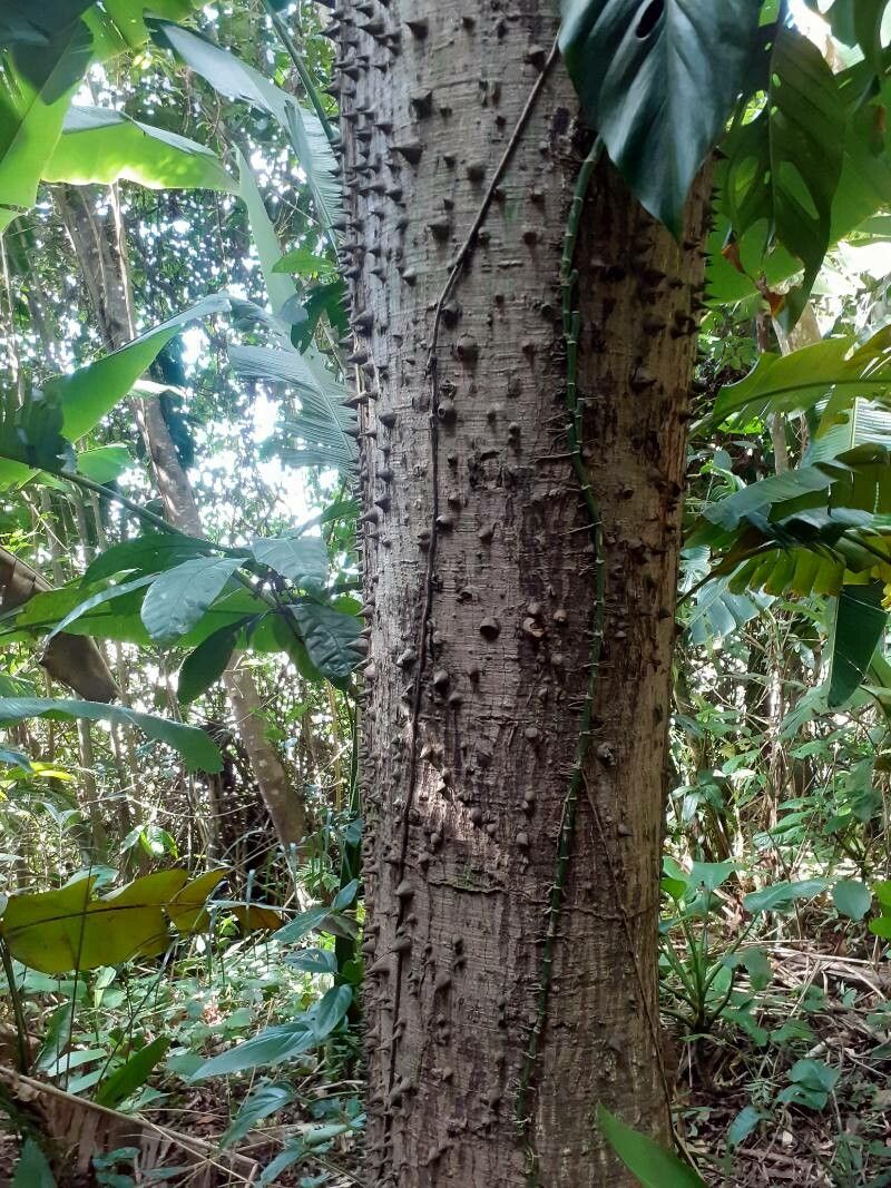 Pachira quinata bark