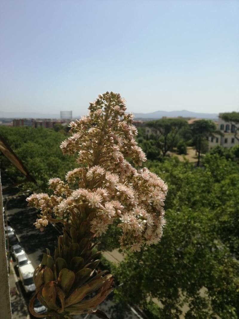 Aeonium pseudourbicum flower