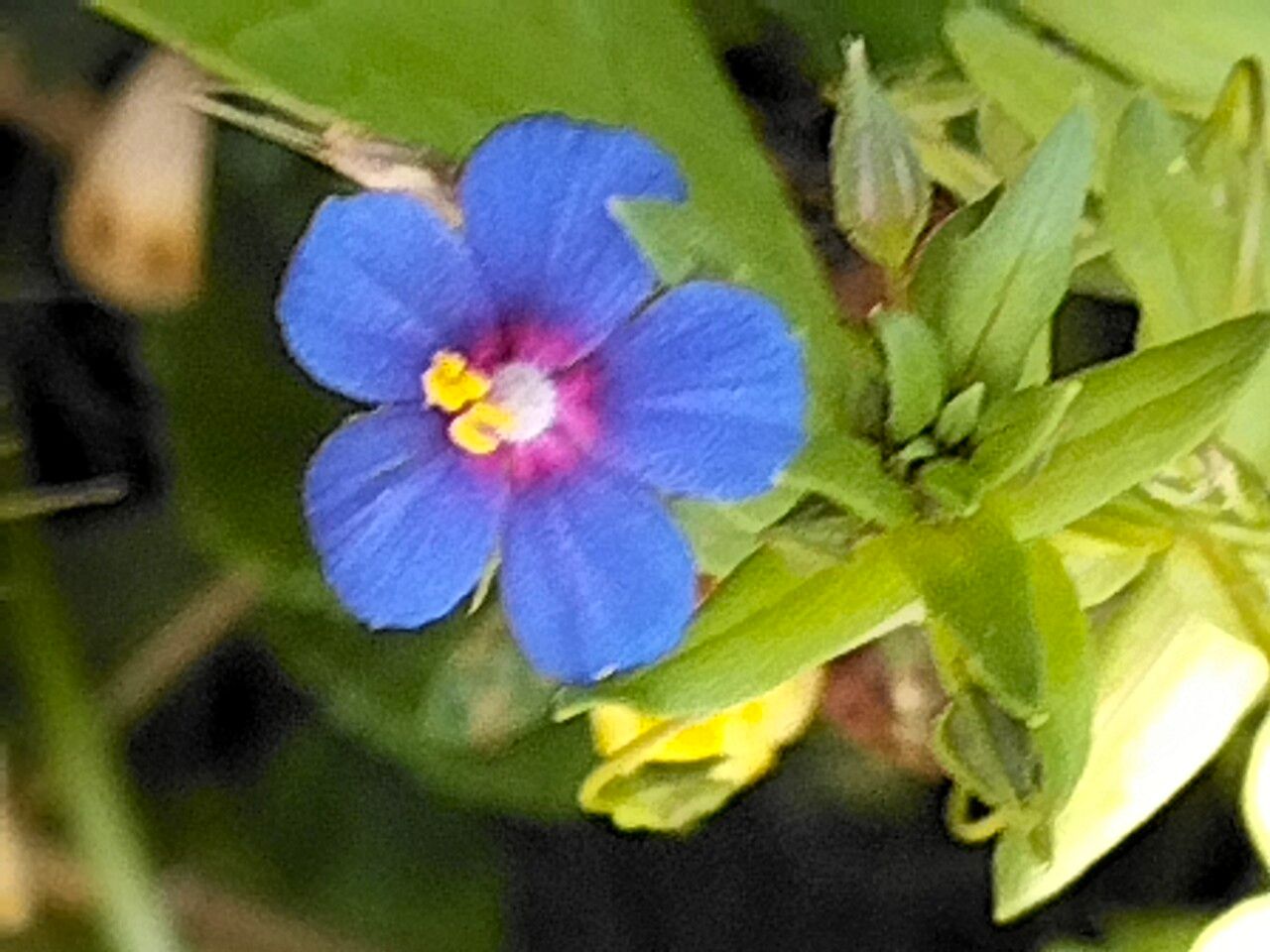 Lysimachia monelli flower