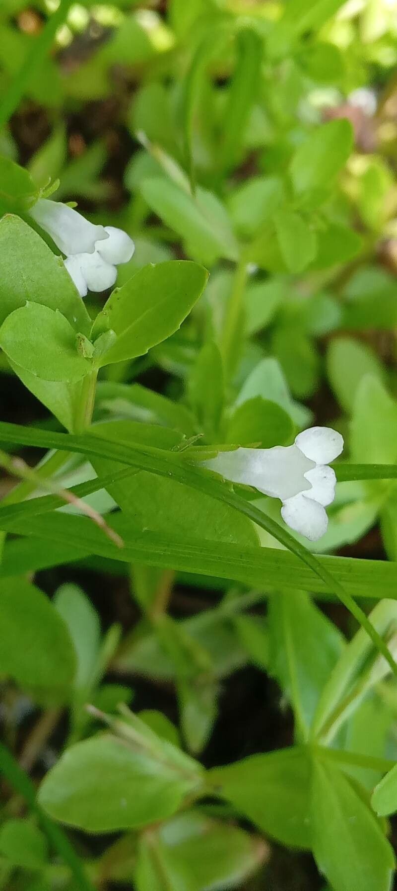 Lindernia dubia flower