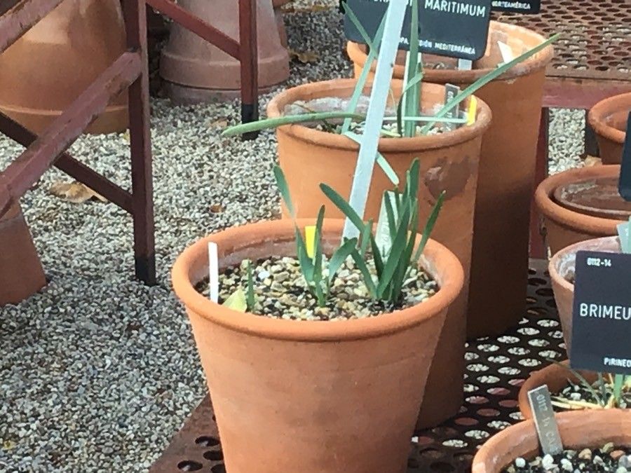 Pancratium foetidum leaf