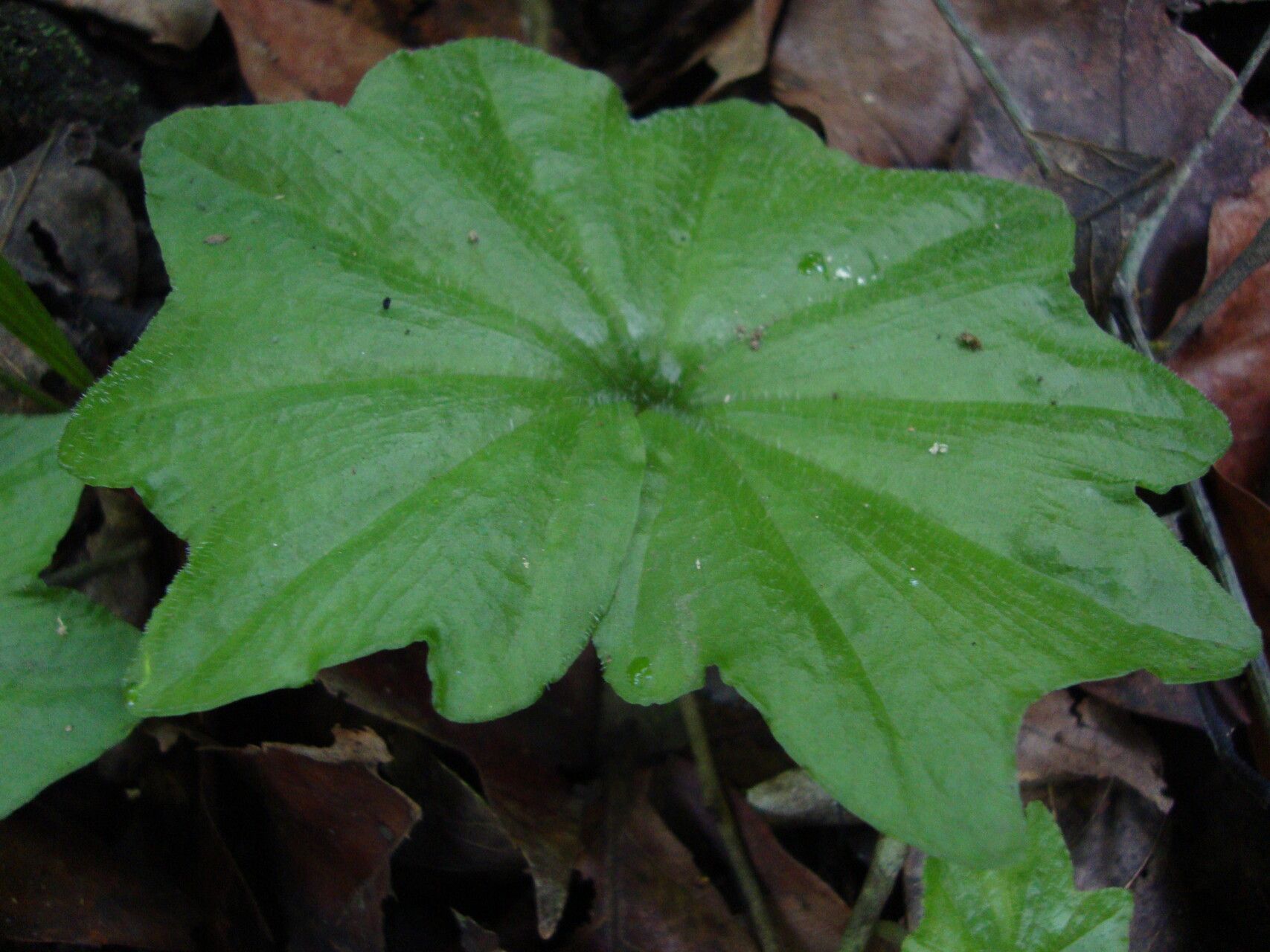 Nervilia subintegra — houseplant care guide