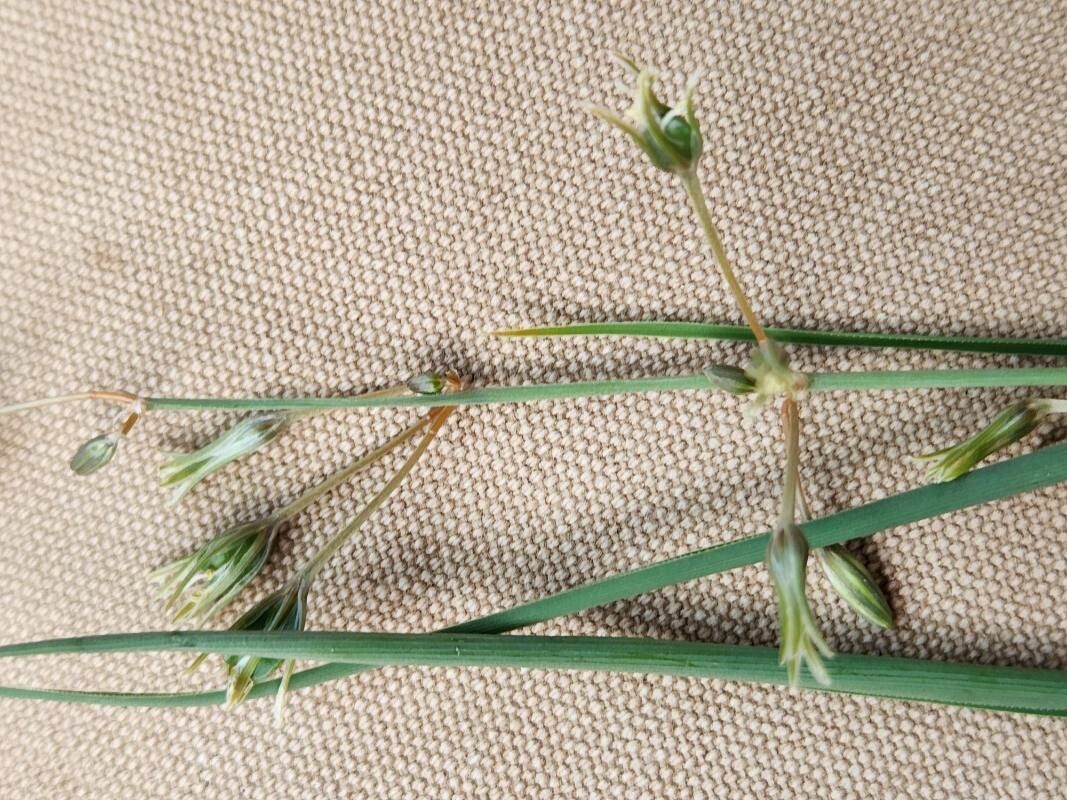 Chlorophytum pendulum flower
