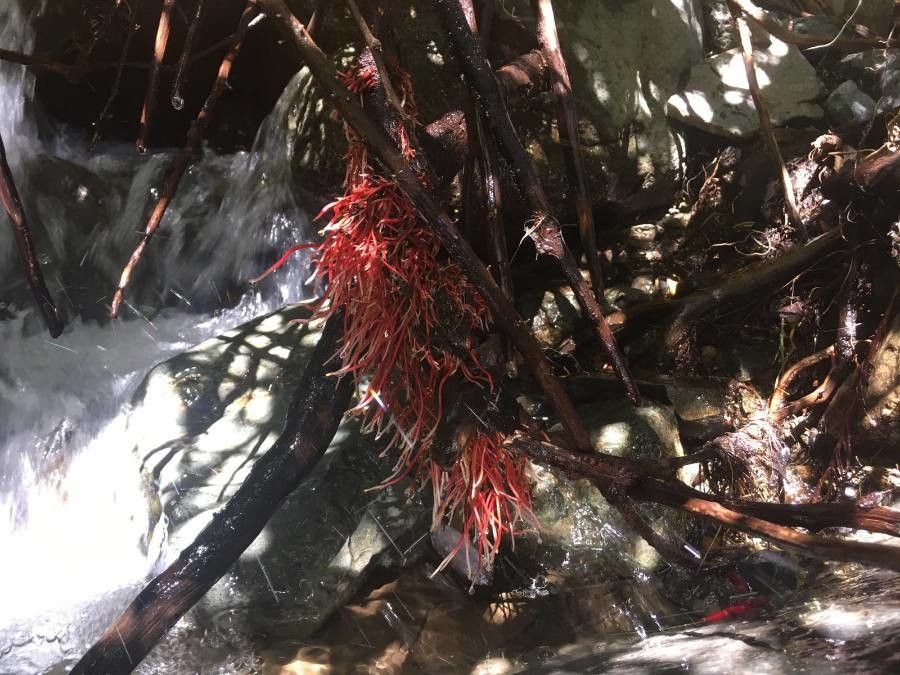 Amyema scandens bark