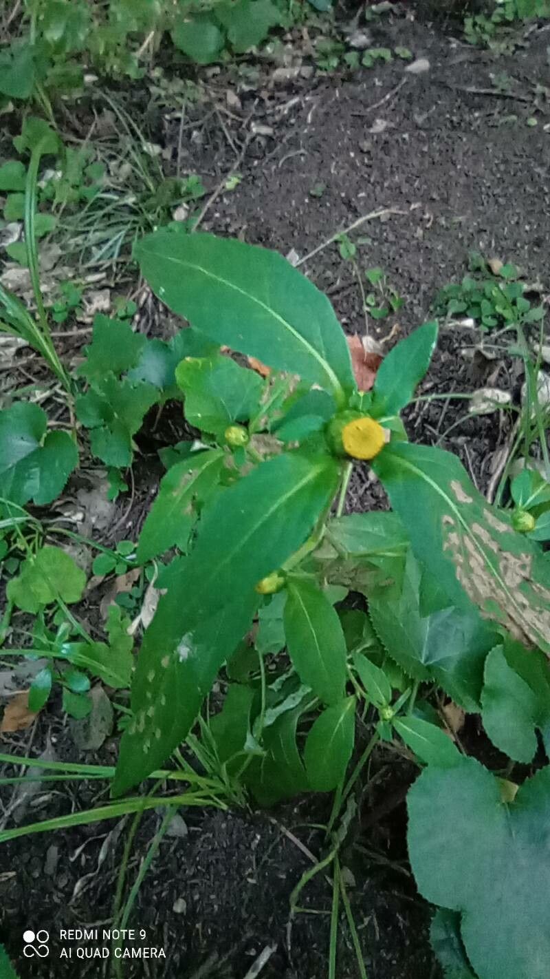 Carpesium divaricatum flower