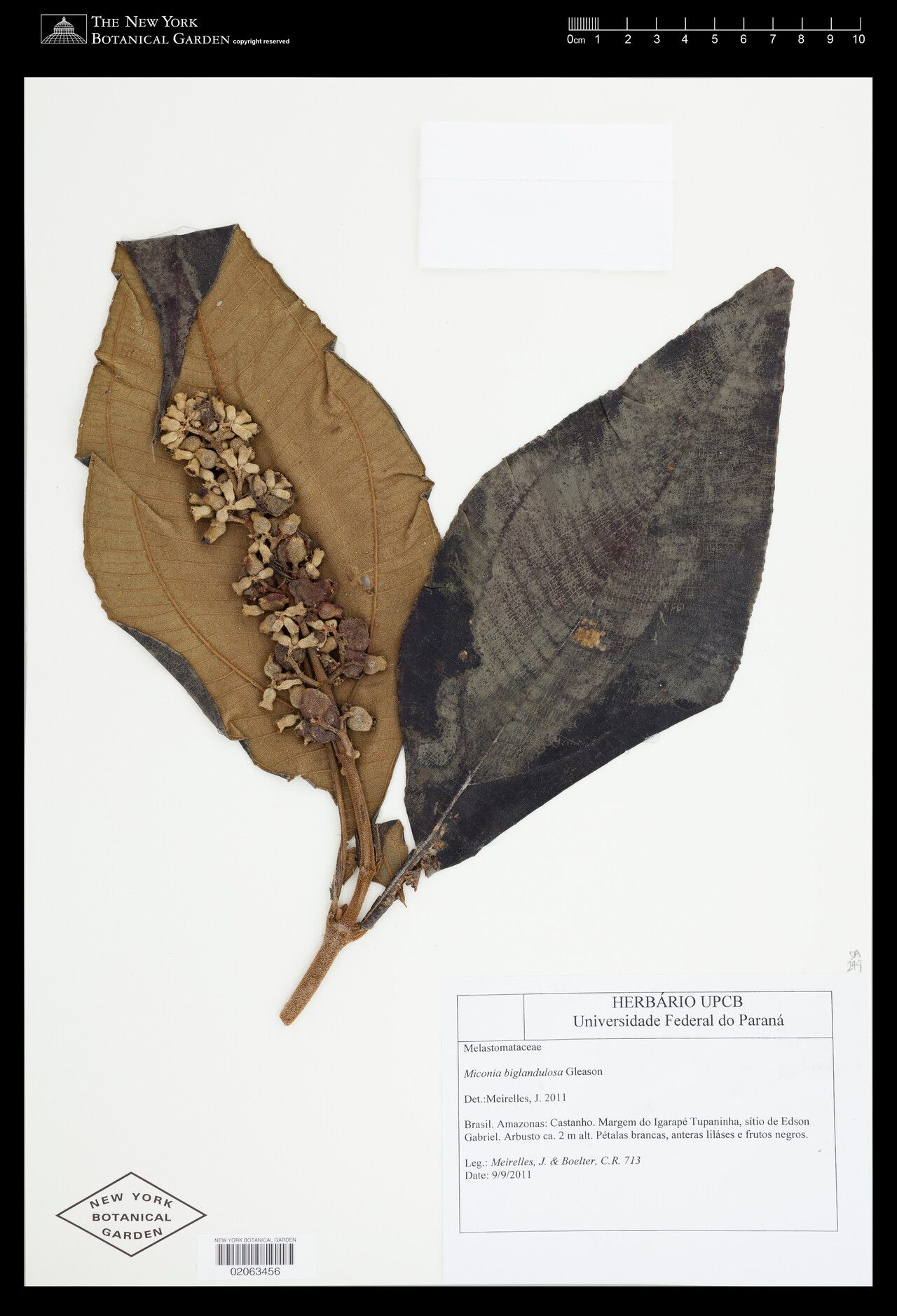 Miconia biglandulosa — houseplant care guide