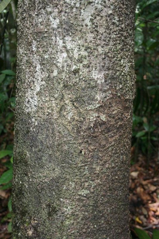 Rhodostemonodaphne grandis bark