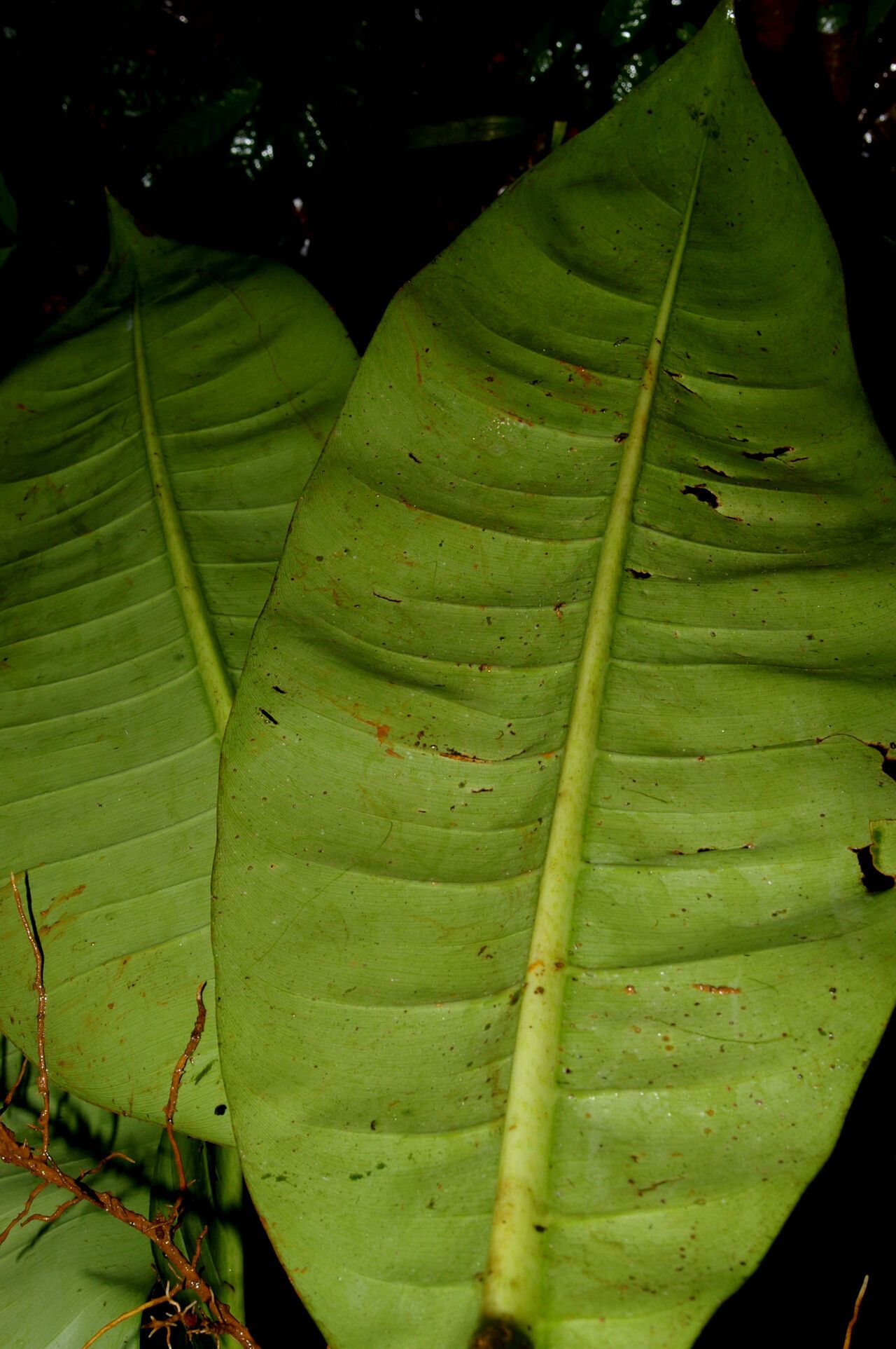 Philodendron auriculatum leaf