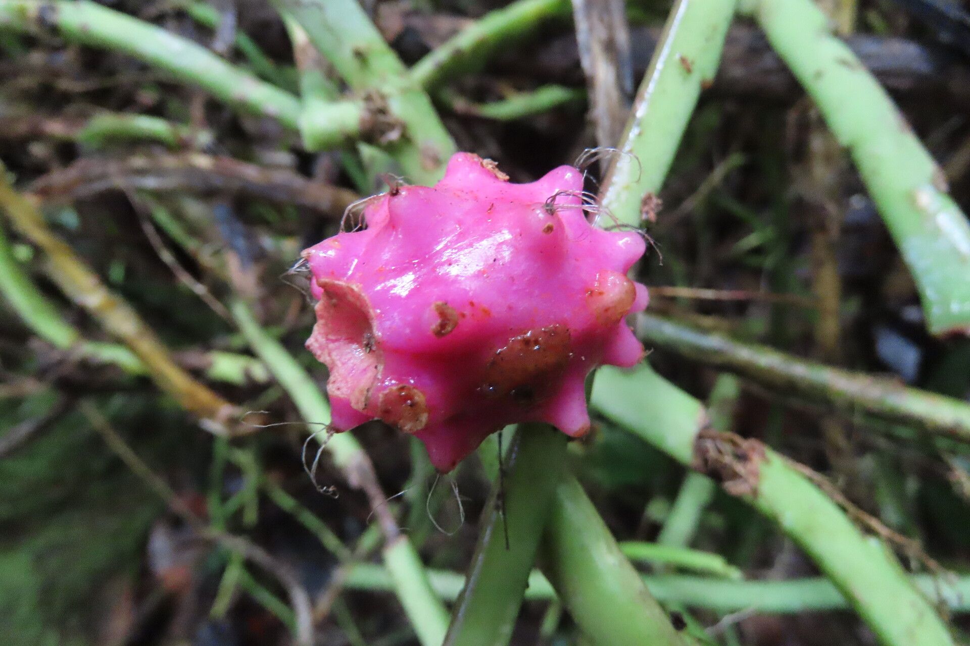Weberocereus tunilla fruit