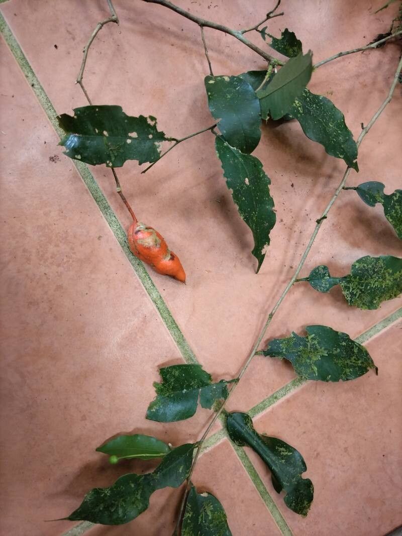 Swartzia simplex fruit