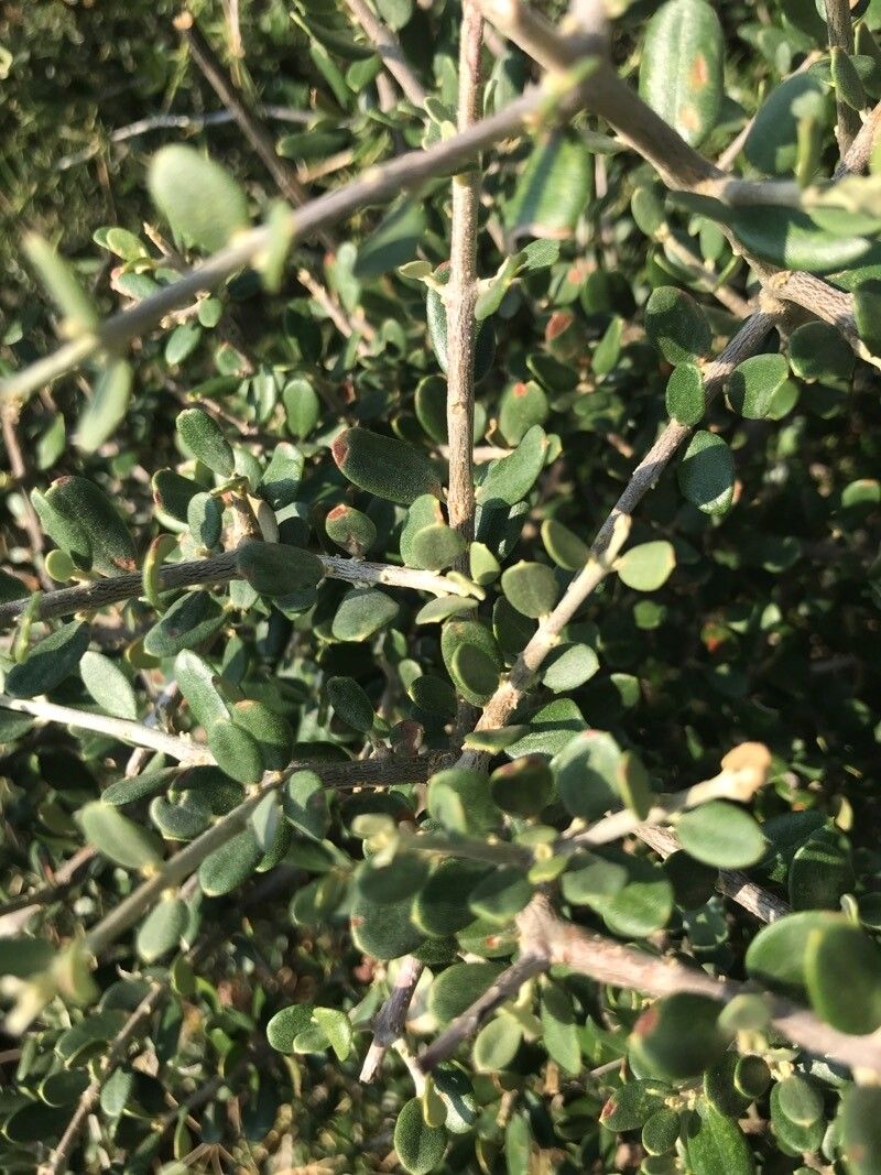 Maerua parvifolia — search result for 'Namibia'