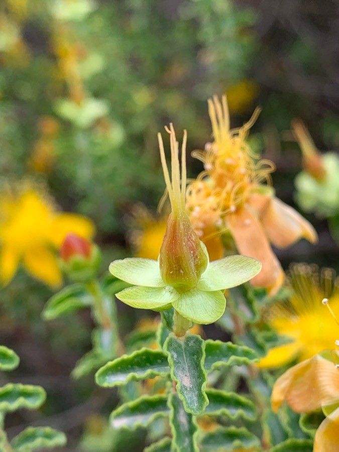 Hypericum balearicum fruit