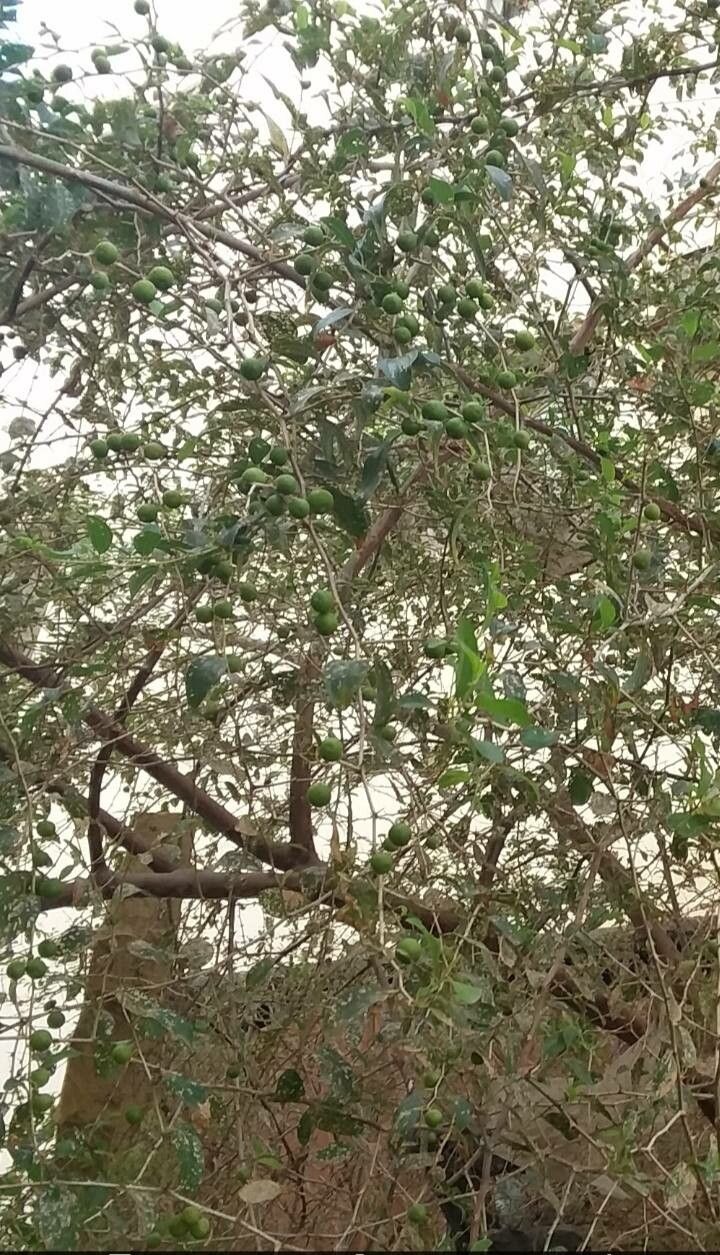 Ziziphus leucodermis — search result for 'Ziziphus'